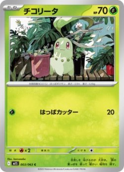 画像1: 【M1S】チコリータ【C】