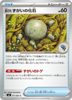 画像1: 【M5】古びたずがいの化石【C】