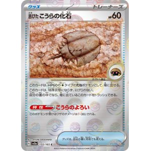 画像: 【sv2a】古びたこうらの化石（ミラー）【C】