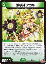 画像: 爆翠月 アカネ【R】
