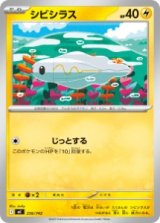 画像: 【MC】シビシラス【-】