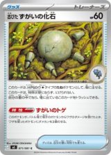 画像: 【M5】古びたずがいの化石【C】