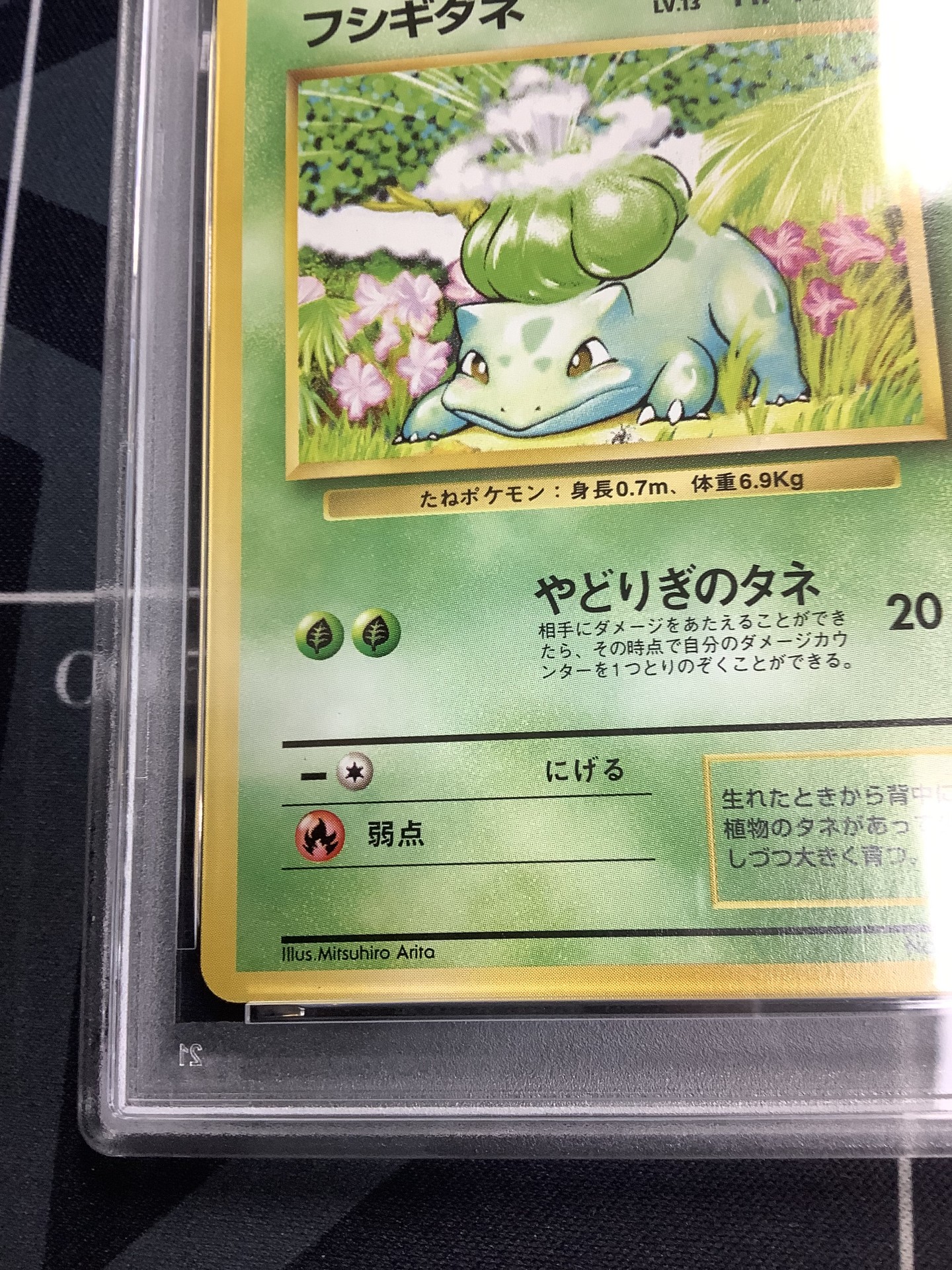 画像5: 【PSA9】フシギダネ 初版 レアリティシンボルなし 第1弾  旧裏【実物写真】